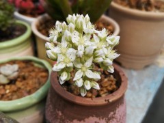 “誰還沒幾棵叫不上名字的肉啊”